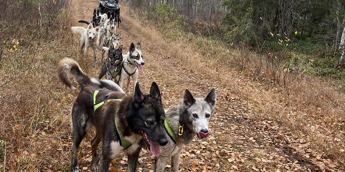 At least eight huskies harnessed to an ATW, standing on a forest path in the fall.