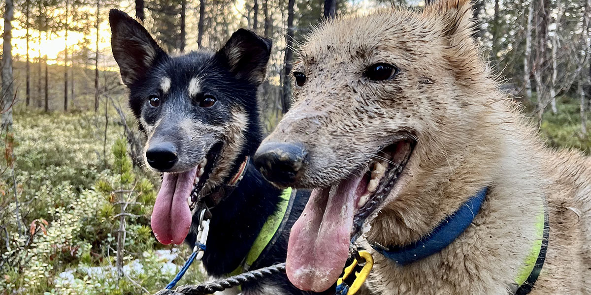 A close-up of two mud-splattered huskies with a forest in the background, behind which the sun is setting.