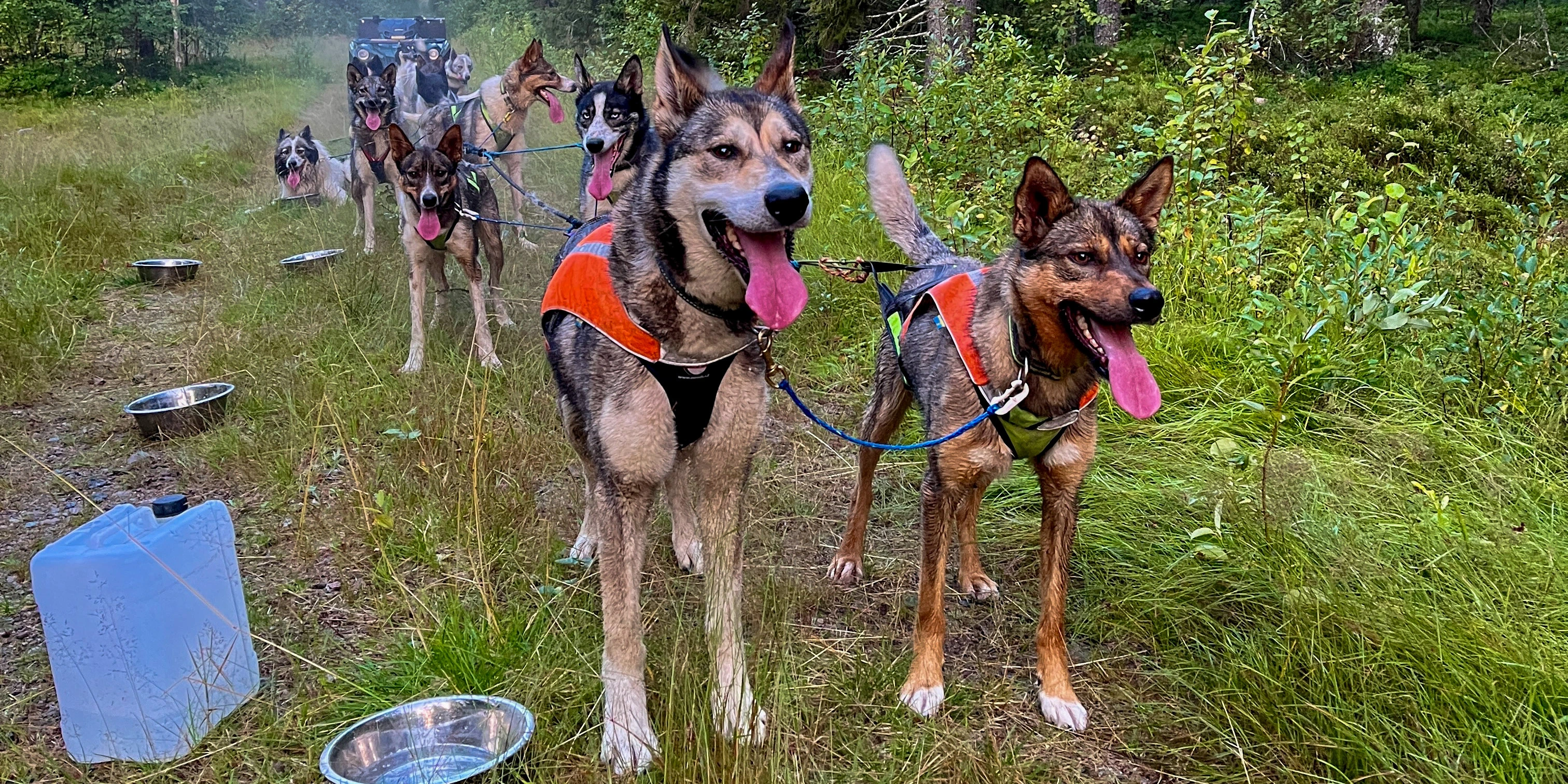 Autumn Training - team during a water break with Barolo and Max in lead