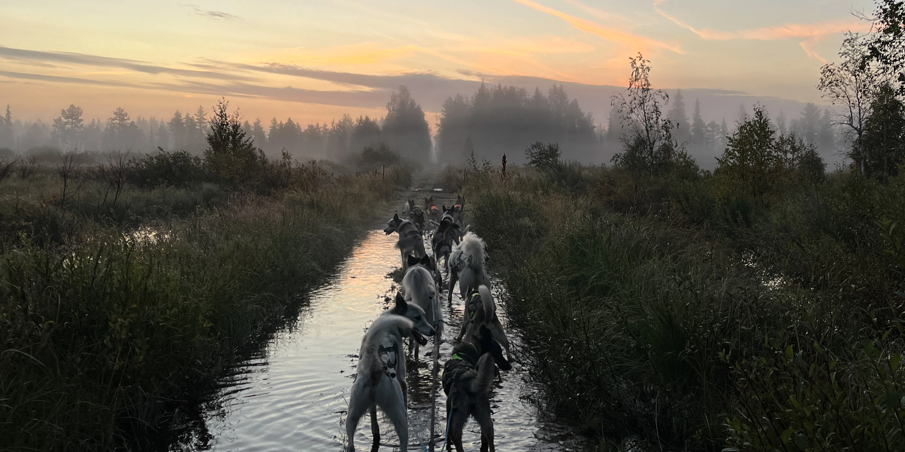 Autumn training - dog team is resting in a big water puddle with a great light atmosphere in front.