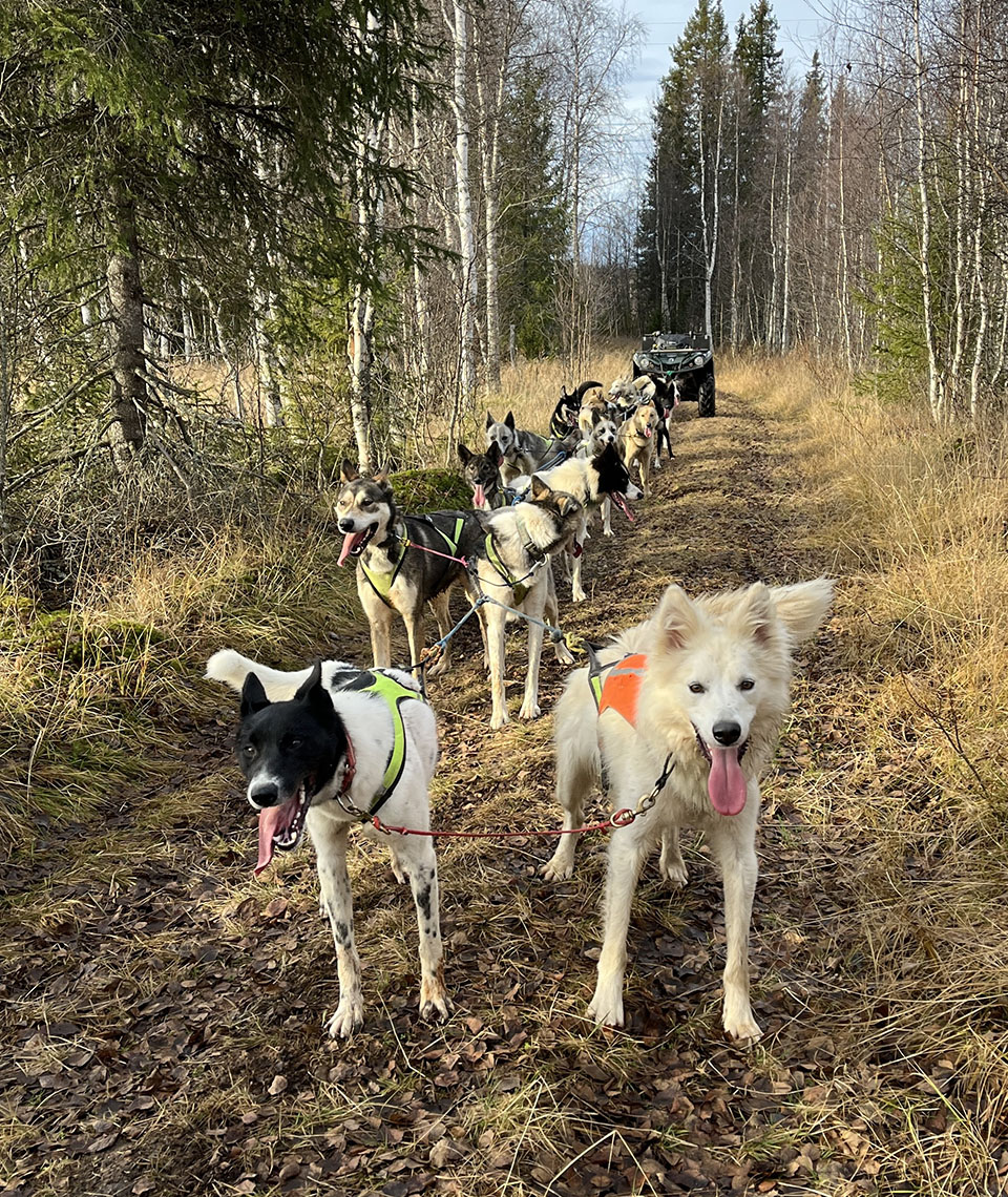 At least fourteen huskies harnessed to an ATW and standing on a forest path in the fall.