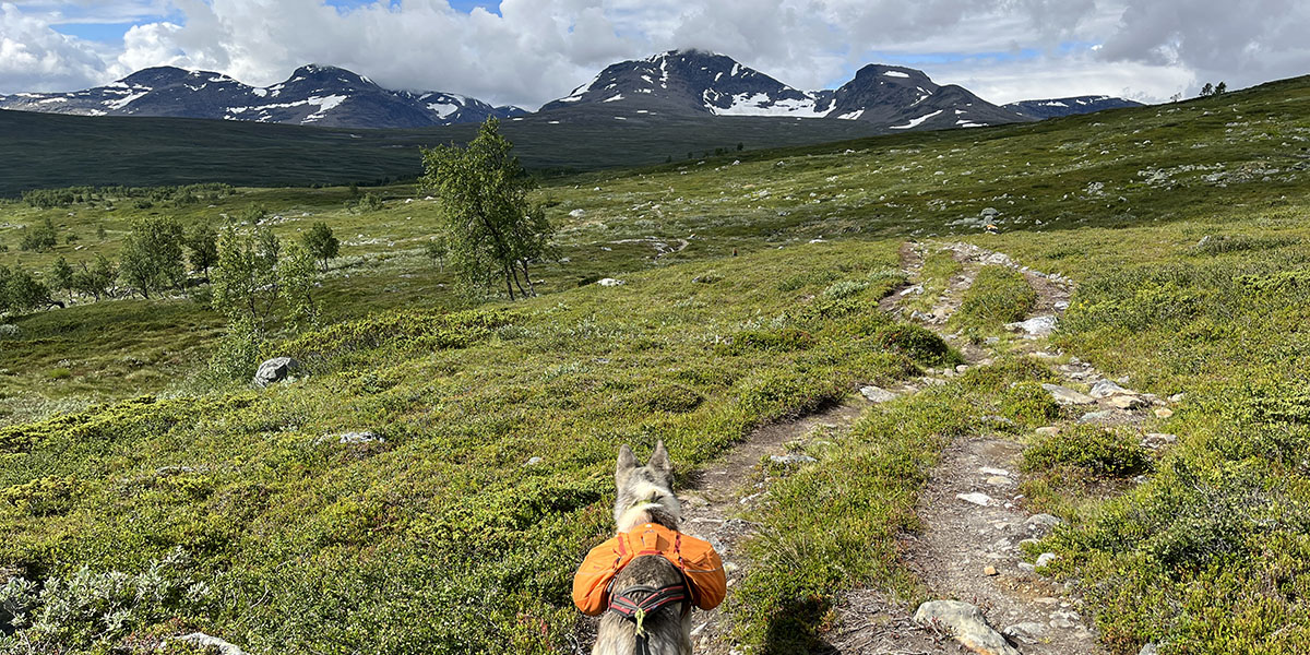 A husky from behind standing on a narrow mountain path leading over a gently sloping hillside, with more mountains in the background.