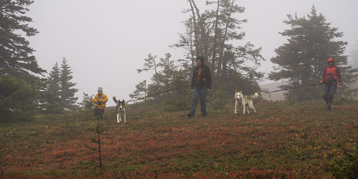 Joël, Yvonne and another woman walking through a foggy forest and the womens also each have a husky on their belly belt.