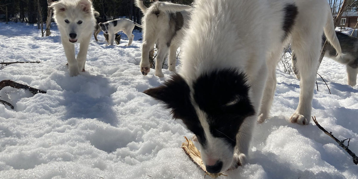 At least five little huskies playing in the snow.