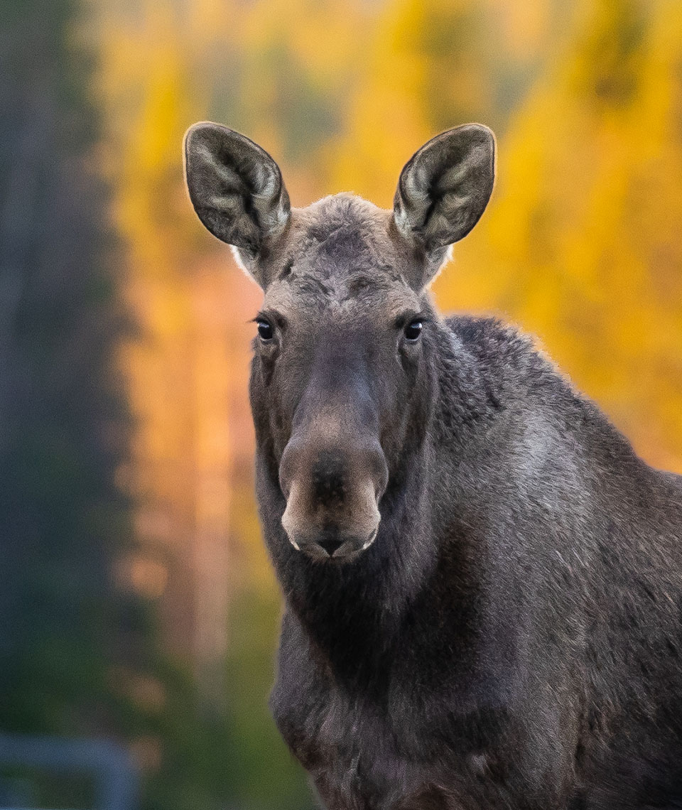 A close-up of a moose looking directly into the camera with a background of blurred forest in autumn colors.
