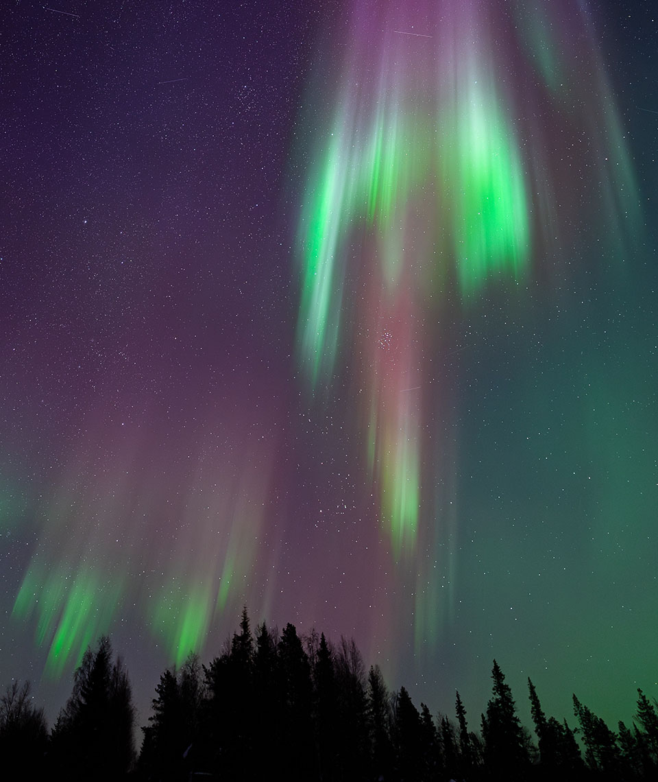 Green, red and purple northern lights dancing in a blue sky dotted with stars above a dark forest.