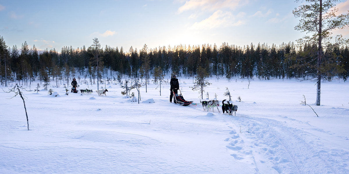 Two people standing on two sledges pulled by huskies, driving on a firm track across a snow-covered field with a forest in the background.