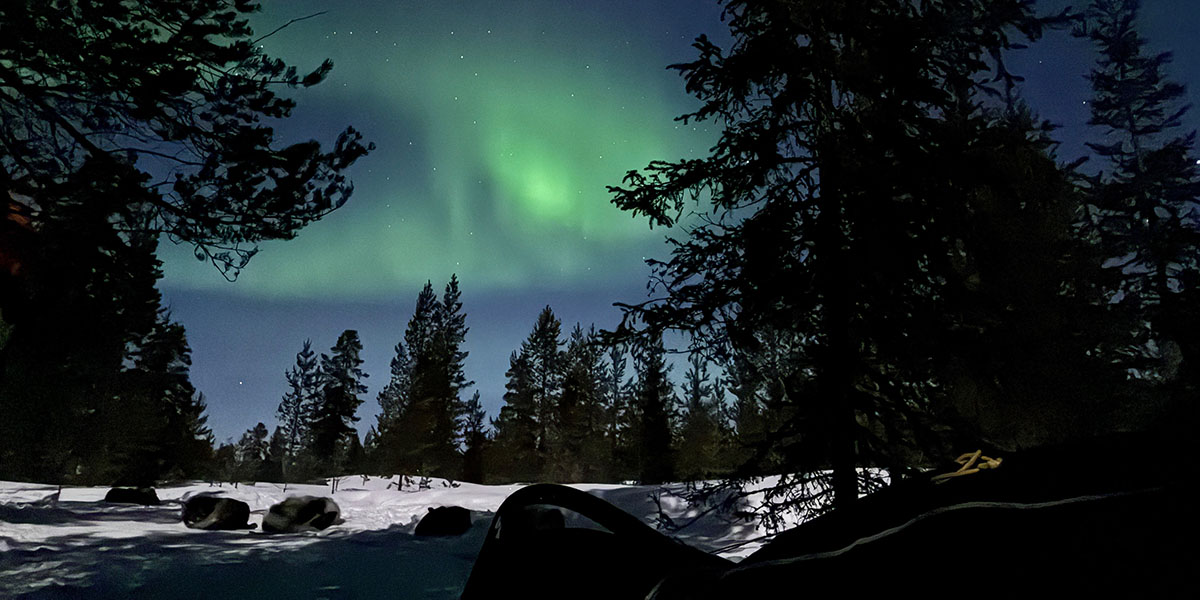 A forest with a dark blue night sky lit by green northern lights above and at least four huskies curled up sleeping on the snow-covered forest floor.