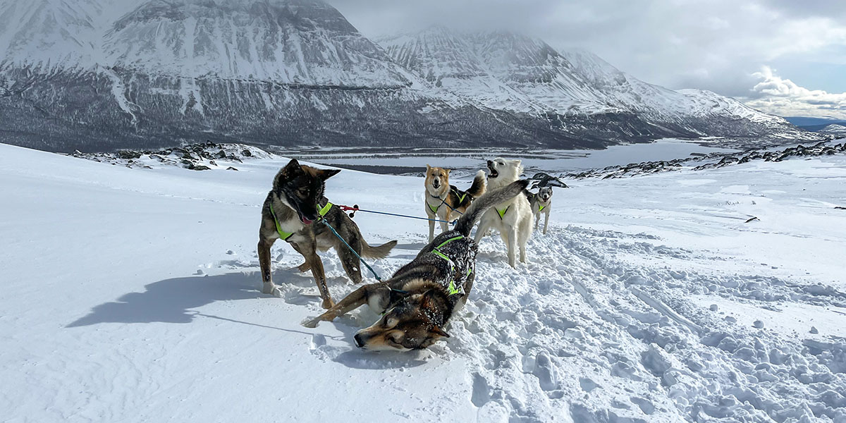 At least five huskies from the front, standing in the snow harnessed to a sled, with a mountainous landscape in the background.