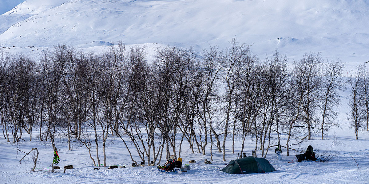 A small camp in the snow with a tent, two sledges and at least twelve huskies, below a snow-covered mountainside, by a cluster of small birch trees.
