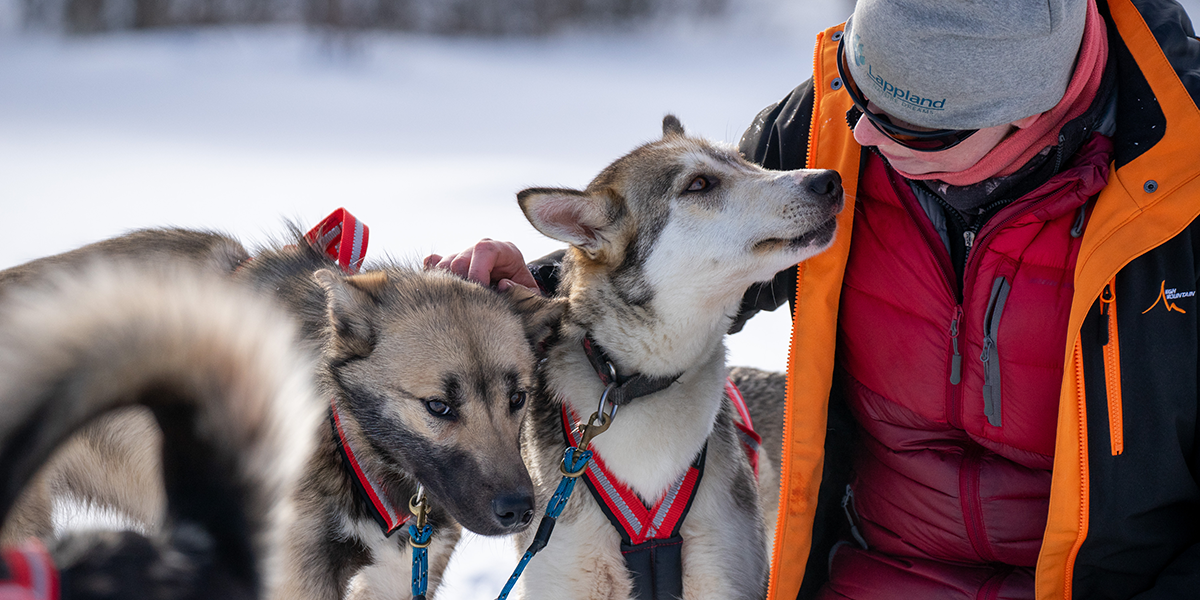 A woman stroking two dogs, which are harnessed to a sled.