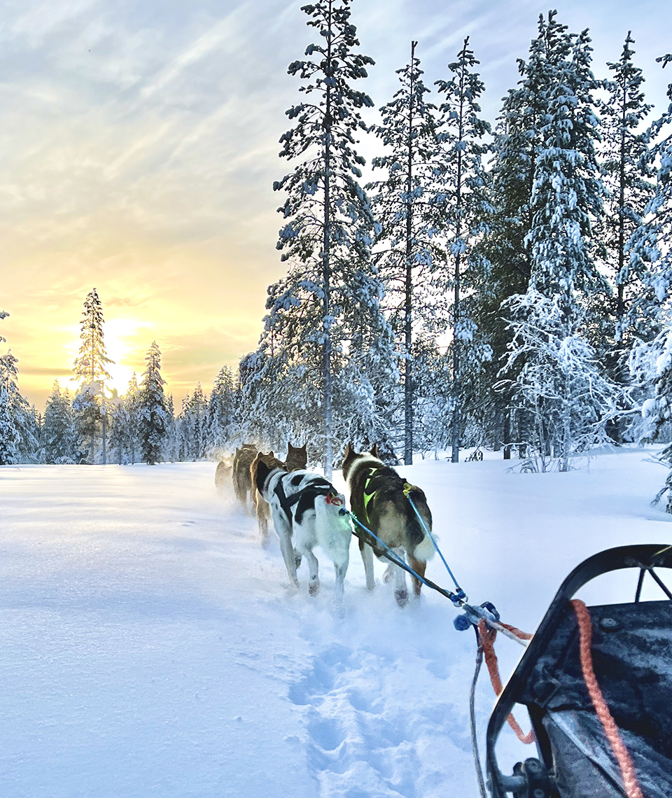 At least seven huskies pulling a sled past a snow-covered forest with a sunset over the trees in the background.