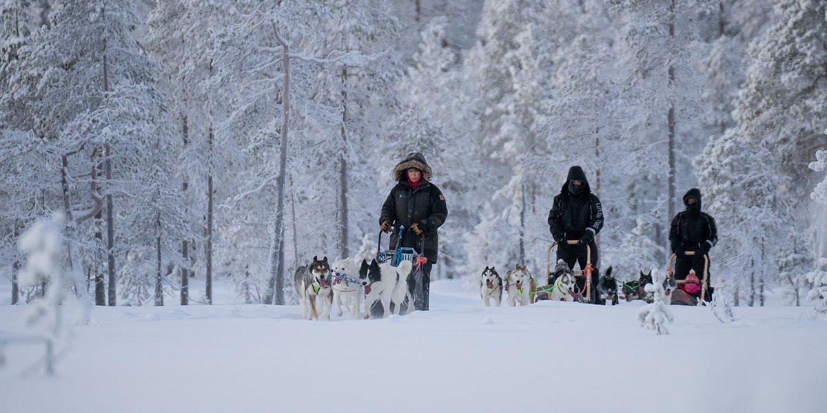 Yvonne standing on a sled being pulled by huskies through a snow-covered landscape with snow-covered trees in the background and four other people also standing and sitting on two sleds following her.