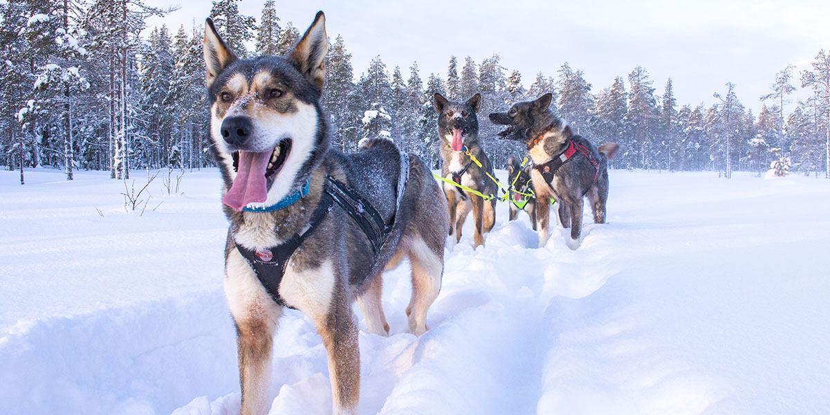At least four huskies with snow-covered trees in the background, standing in the snow and harnessed to a sledge.