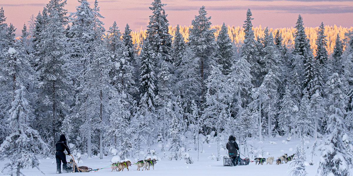 Two people passing on two husky-drawn sledges in front of a snow-covered forest, with a forest lit by the light of a sunset in the background behind the first.