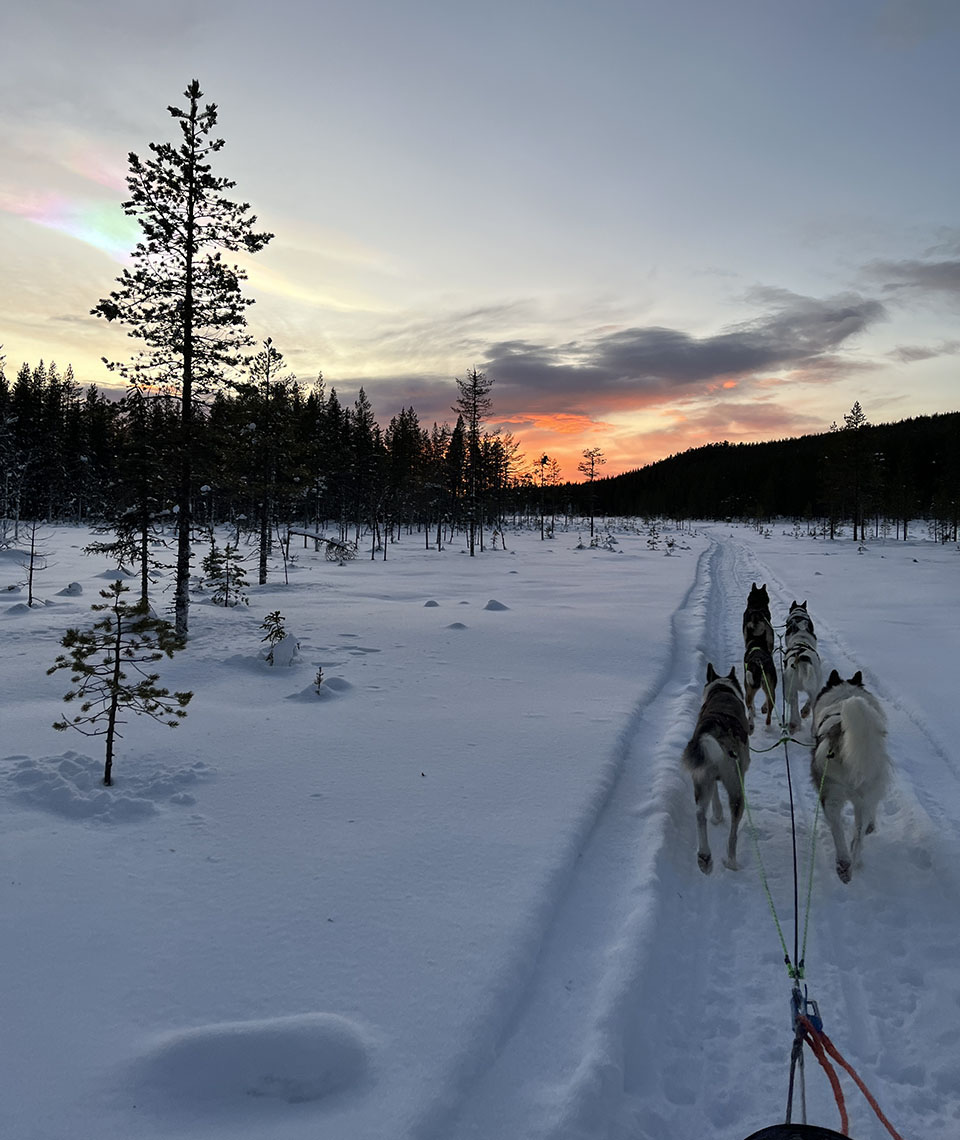 Four huskies pulling a sled over the snow on a rutted track, with clouds colored orange in the sky by the light of the sunset and a few pearly clouds.