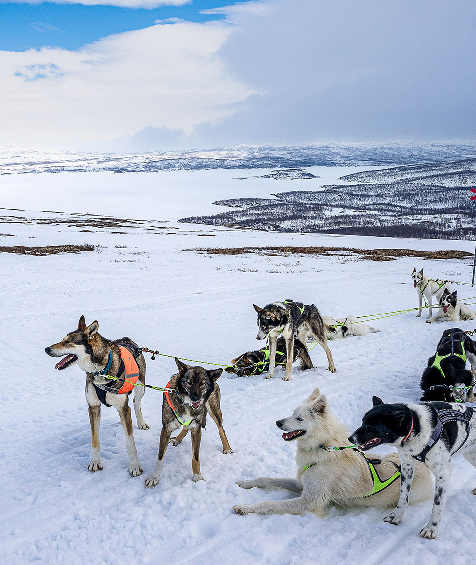 Ten huskies resting on a wide, hard-packed track, with a snow-covered, slightly mountainous landscape and a large frozen lake in the background.