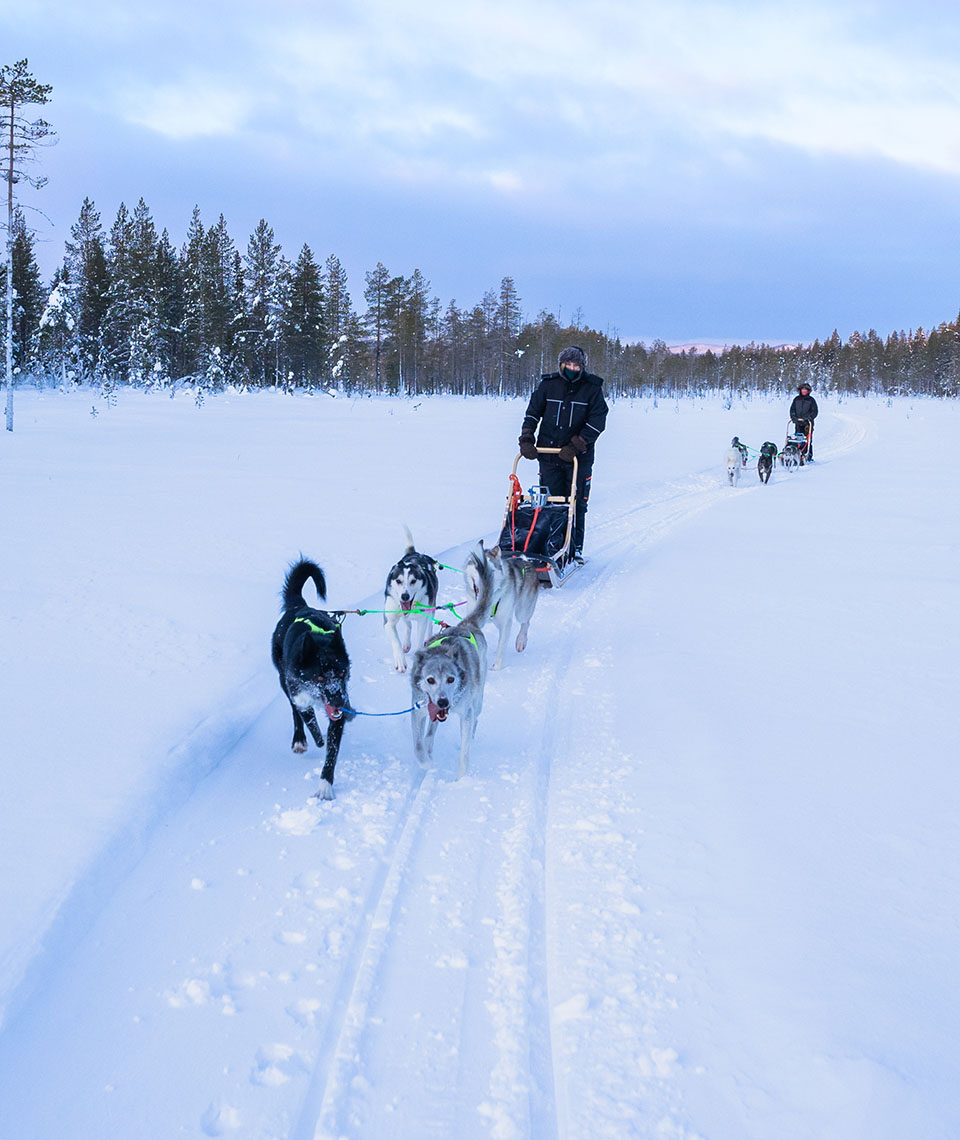 Two people standing on two sledges pulled by huskies and driving on a firm track across a field covered with snow, with forest in the background.